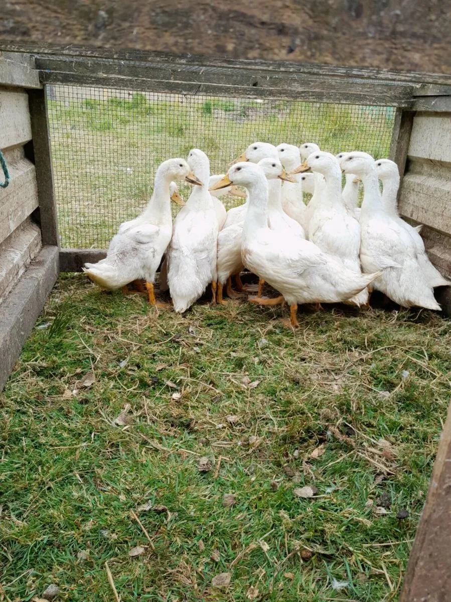 Aylesbury and Runner Ducklings - Image 4