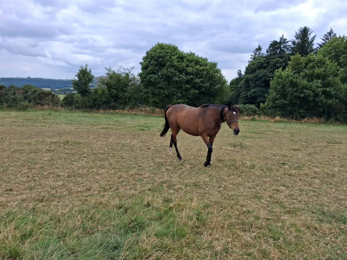 Island Commander mare - Image 2