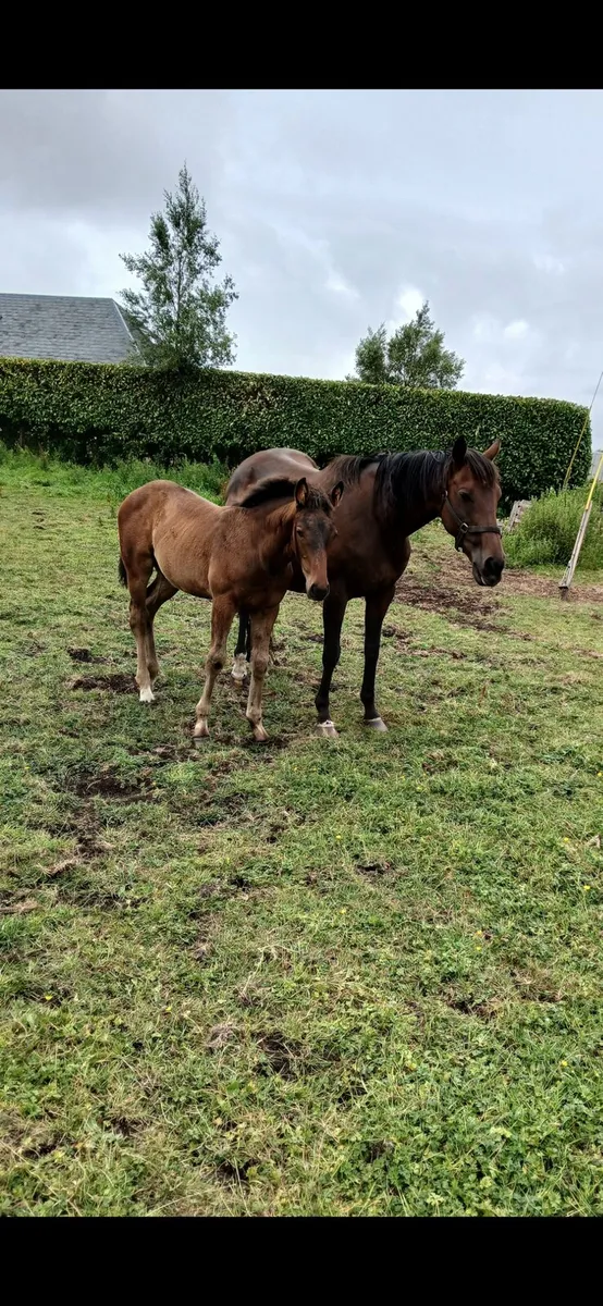 Mare and foal - Image 1