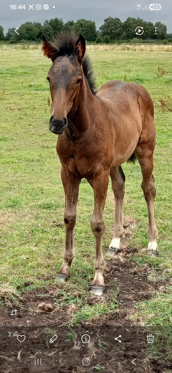 Mare and foal - Image 2