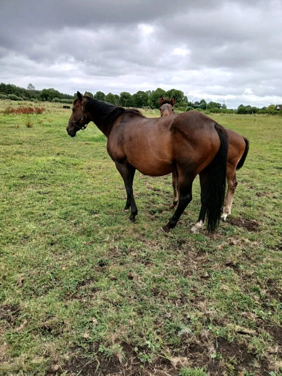 Mare and foal - Image 3