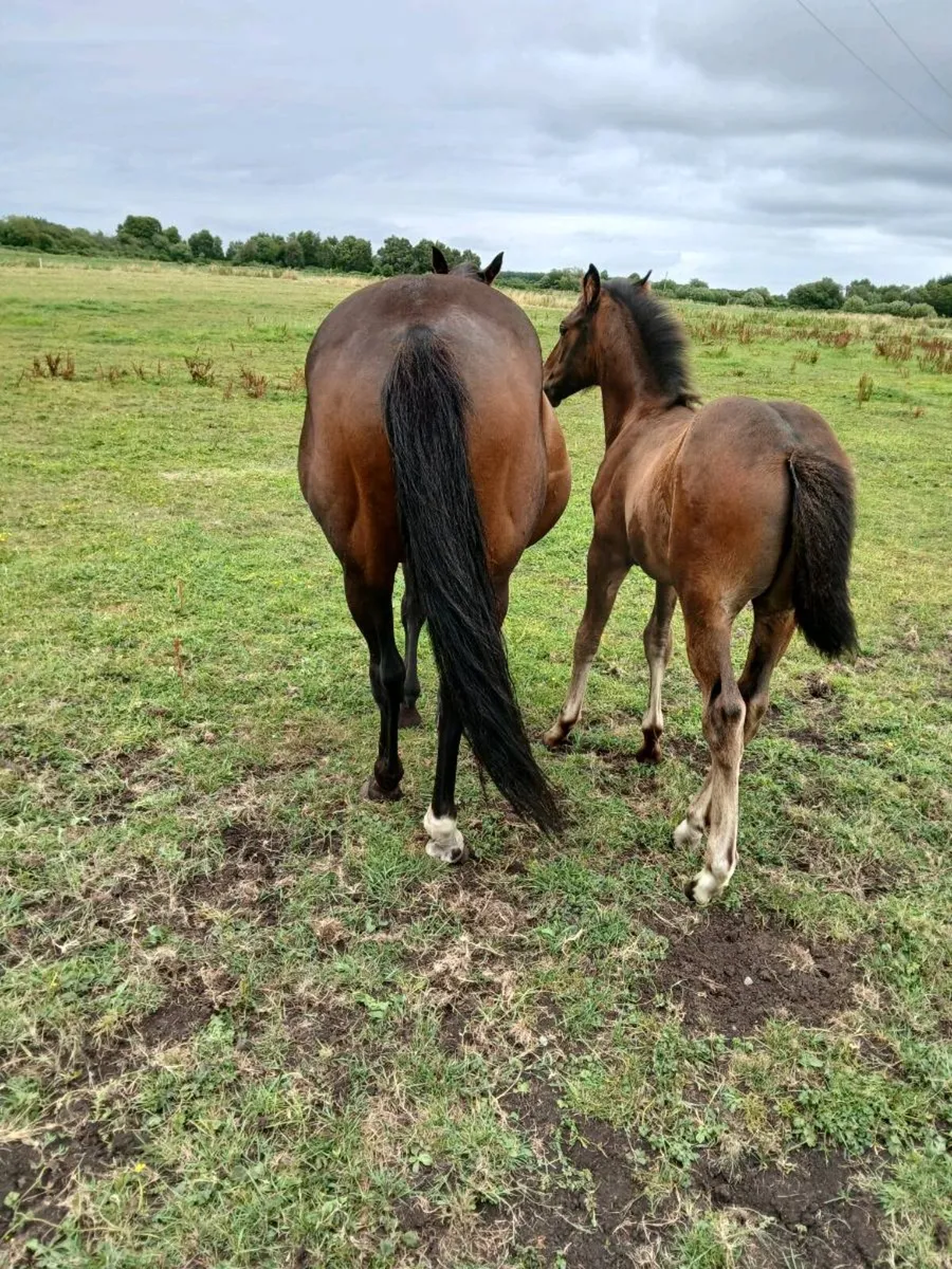 Mare and foal - Image 4