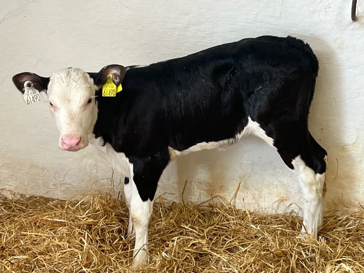 Smashing 2/3 Month Old AA & HE Heifer Calves - Image 2