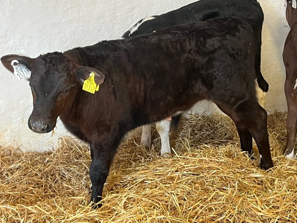 Smashing 2/3 Month Old AA & HE Heifer Calves - Image 3