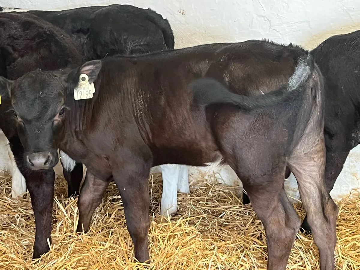 Smashing 2/3 Month Old AA & HE Heifer Calves - Image 4