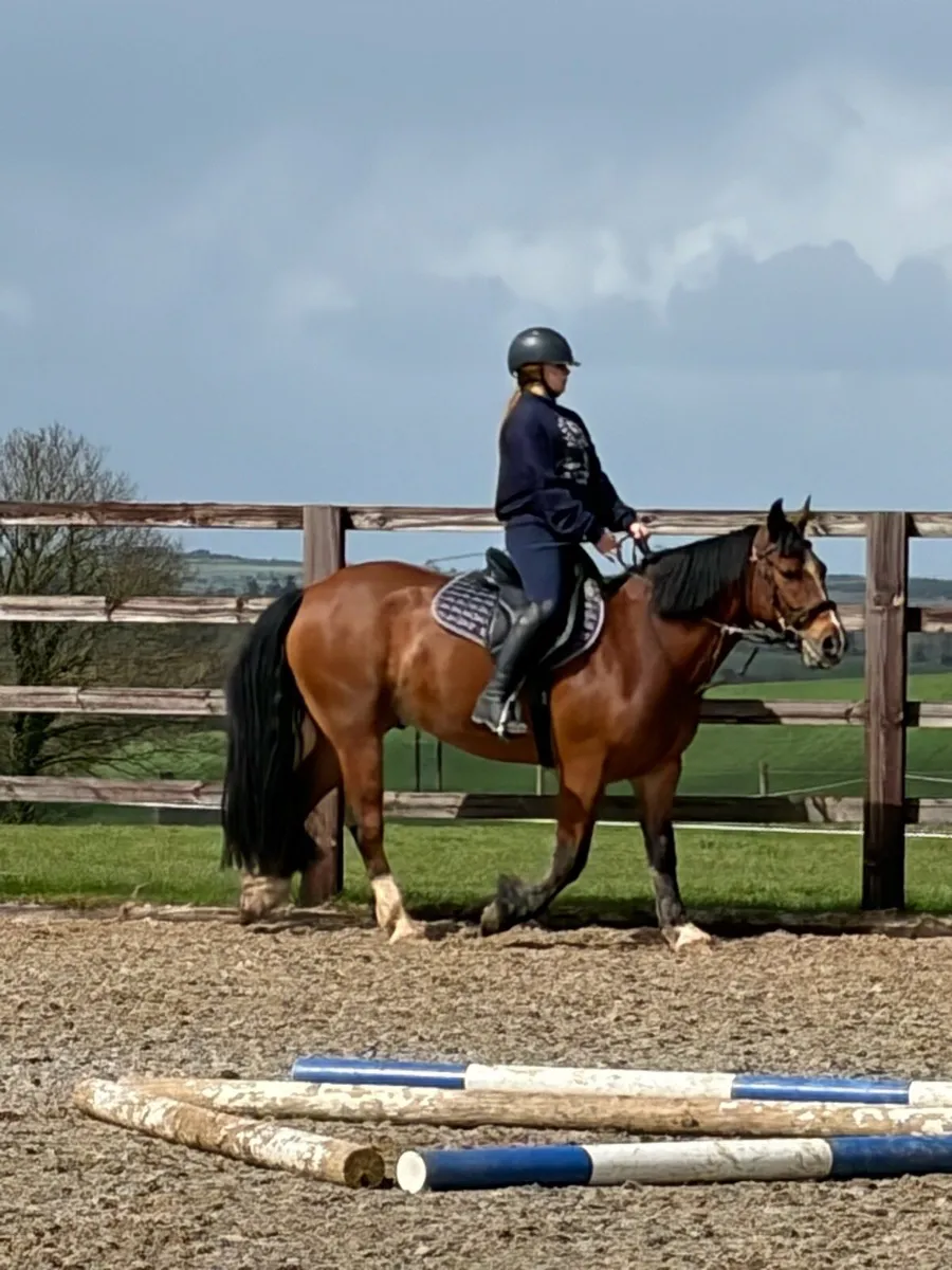 🐴 The Sweetest Pony ever For Sale ⭐️ - Image 1