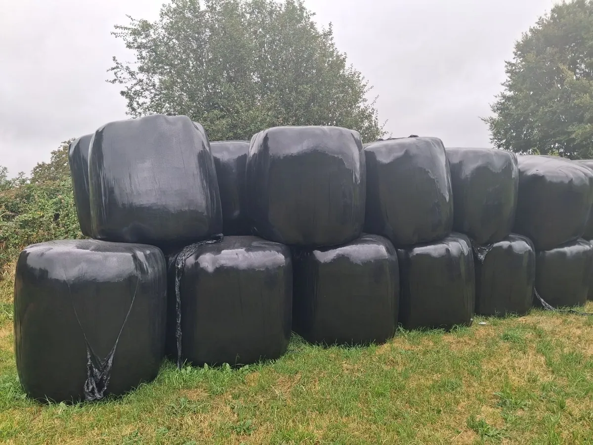 Haylage - Image 2