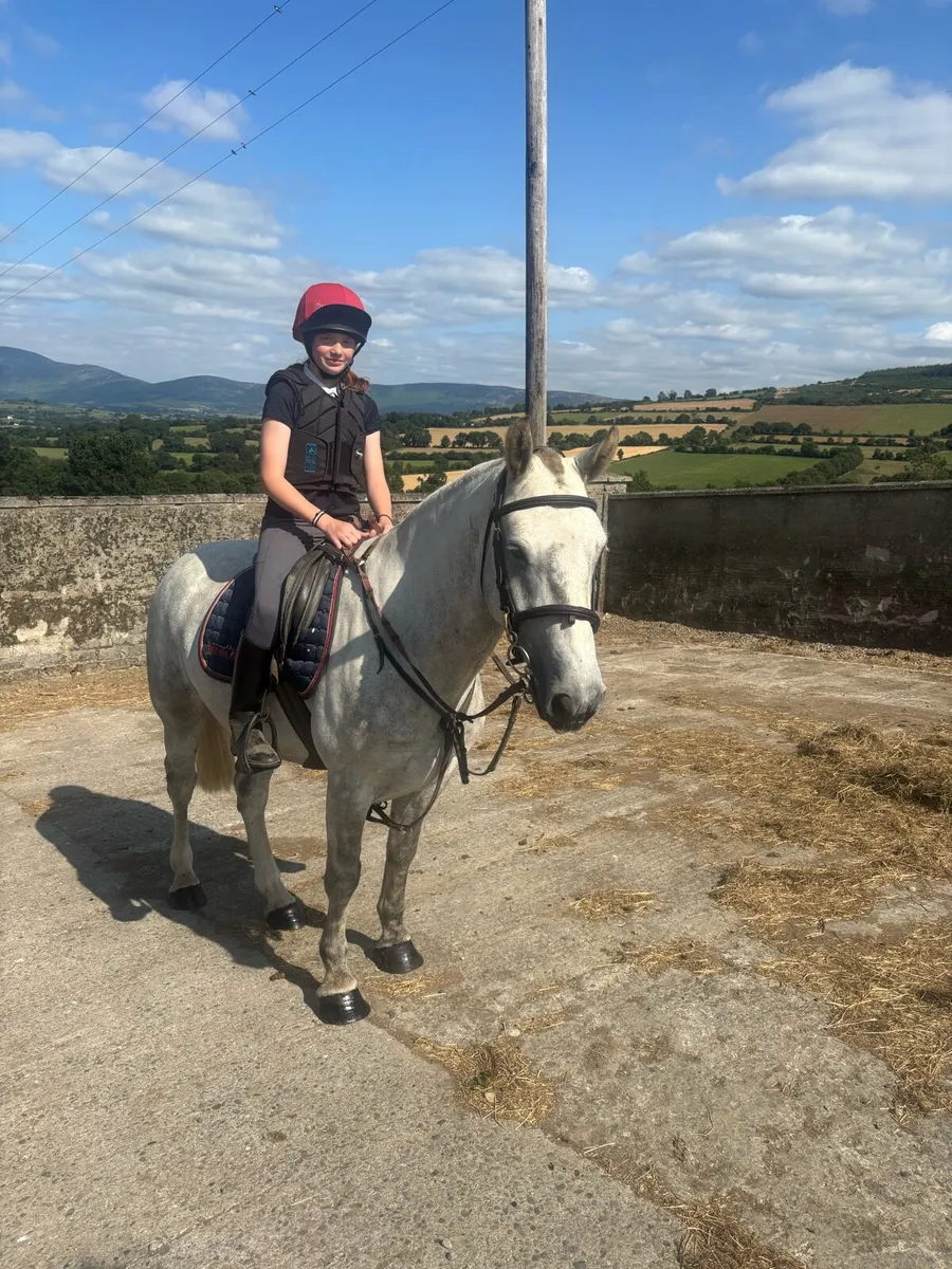 4 year old gelding - Image 2