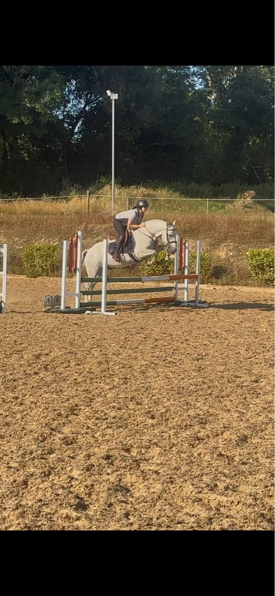 4 year old gelding - Image 3