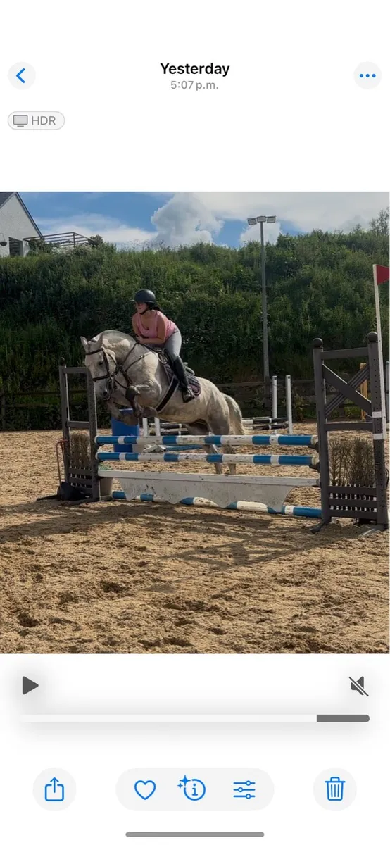 4 year old gelding - Image 4