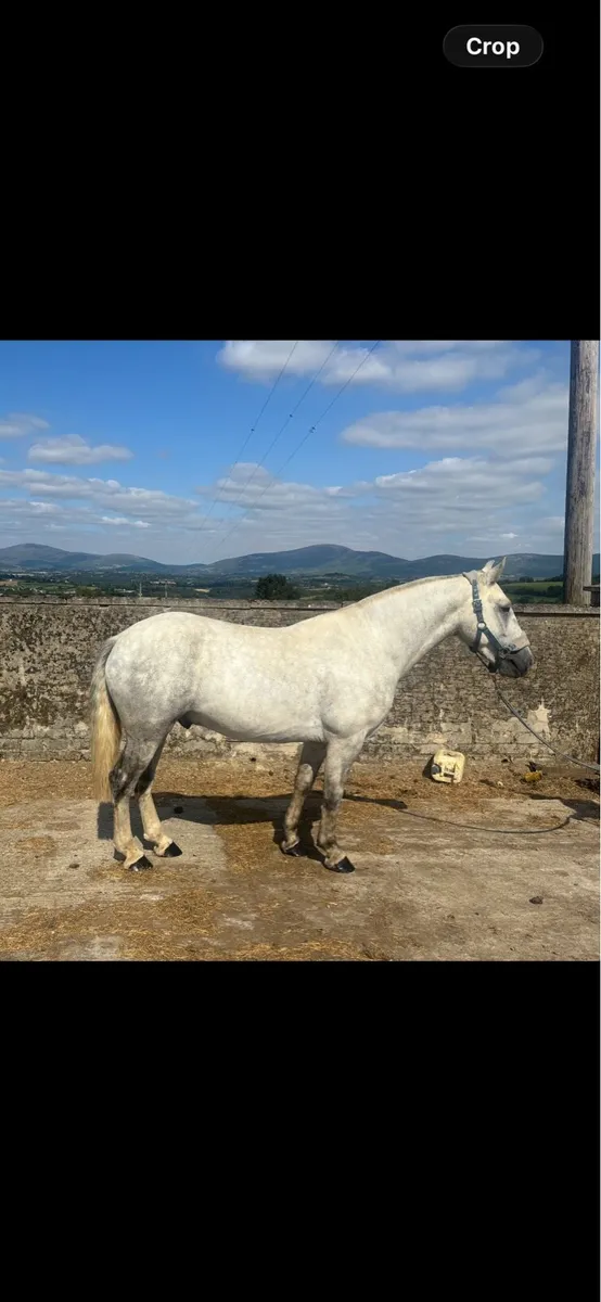 4 year old gelding - Image 1