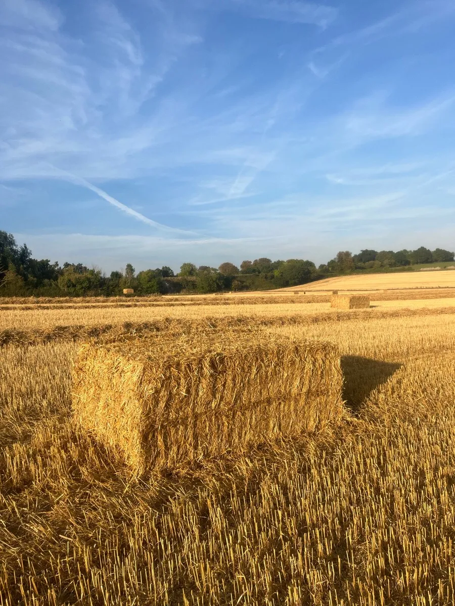 Spring barley Straw and wheat and rye - Image 1