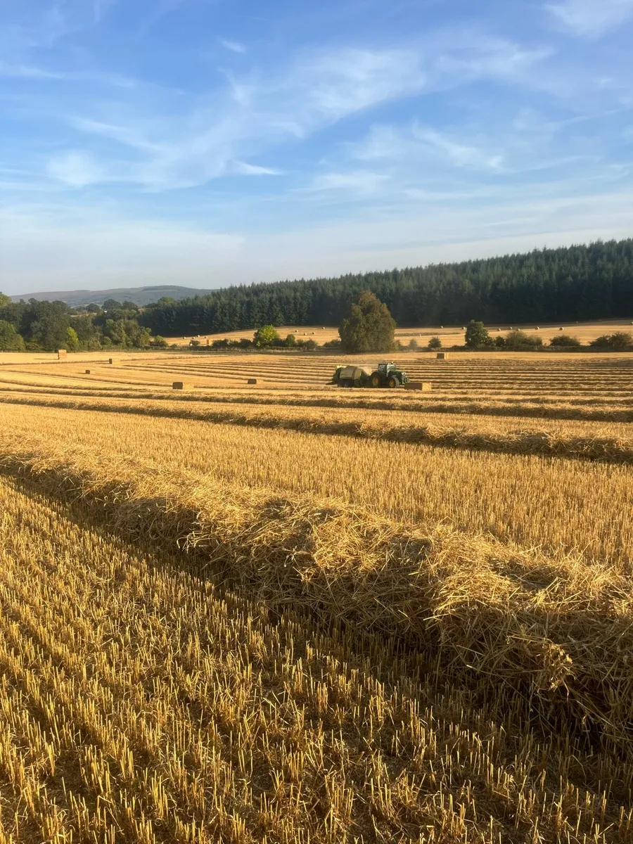 Spring barley Straw and wheat and rye - Image 2
