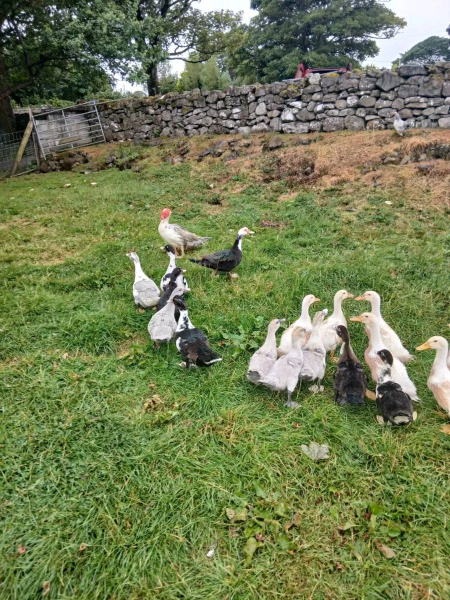 Muscovy Ducks - Image 3