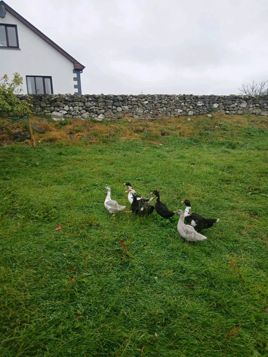 Muscovy Ducks - Image 4