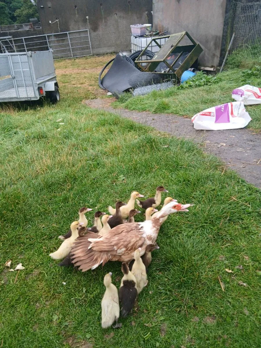 Muscovy Ducks - Image 1
