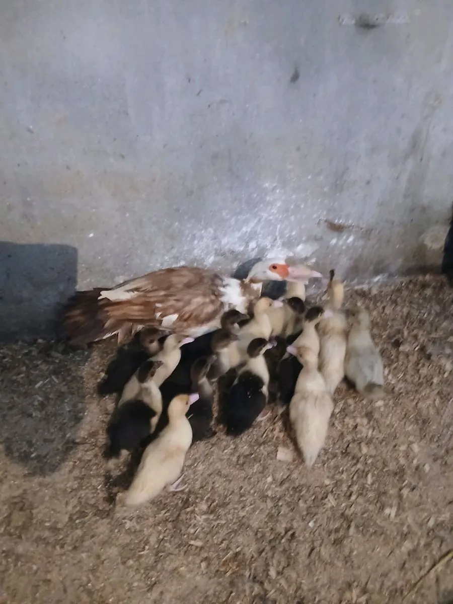 Muscovy Ducks - Image 2