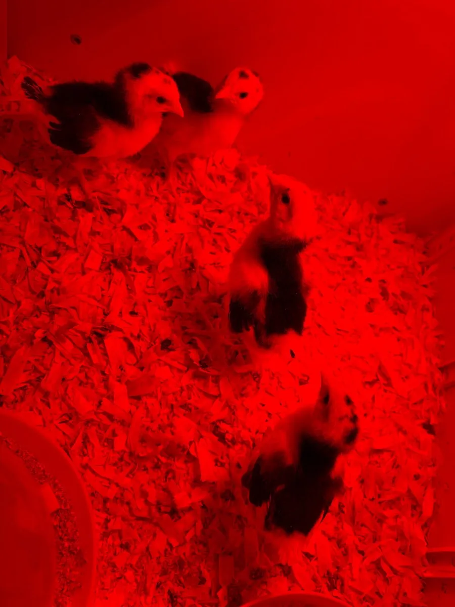 Call ducks & Exchequer leghorns - Image 3