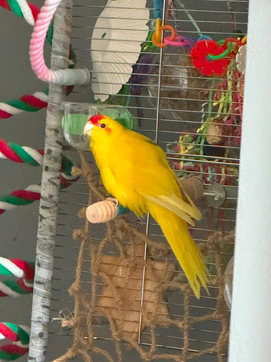 Bird and cage - Image 1