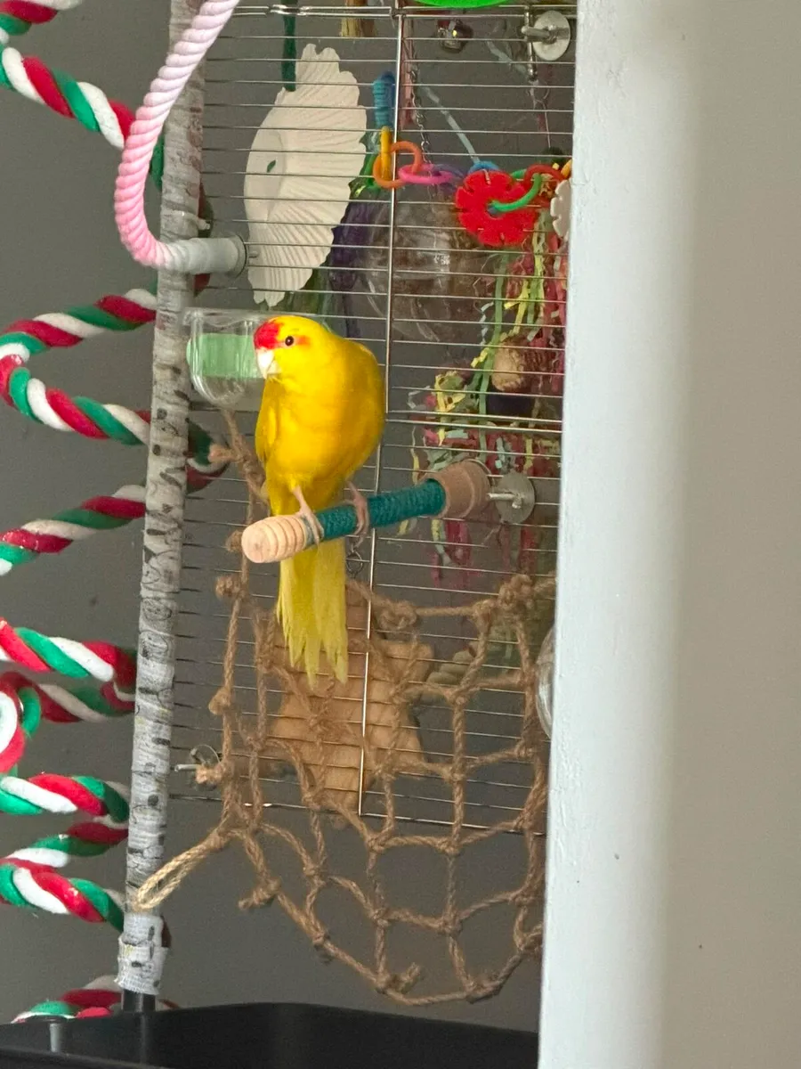 Bird and cage - Image 2