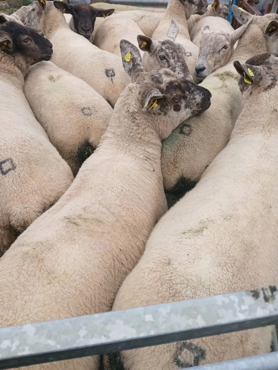 Hoggets - Image 4