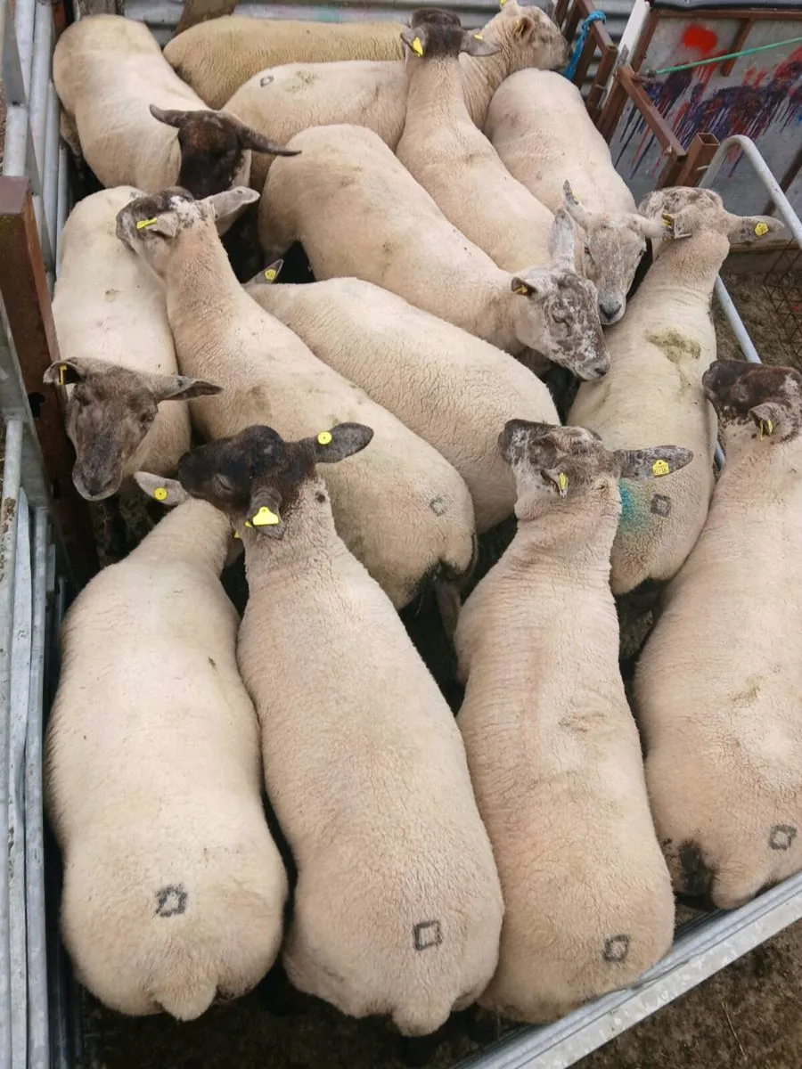 Hoggets - Image 1