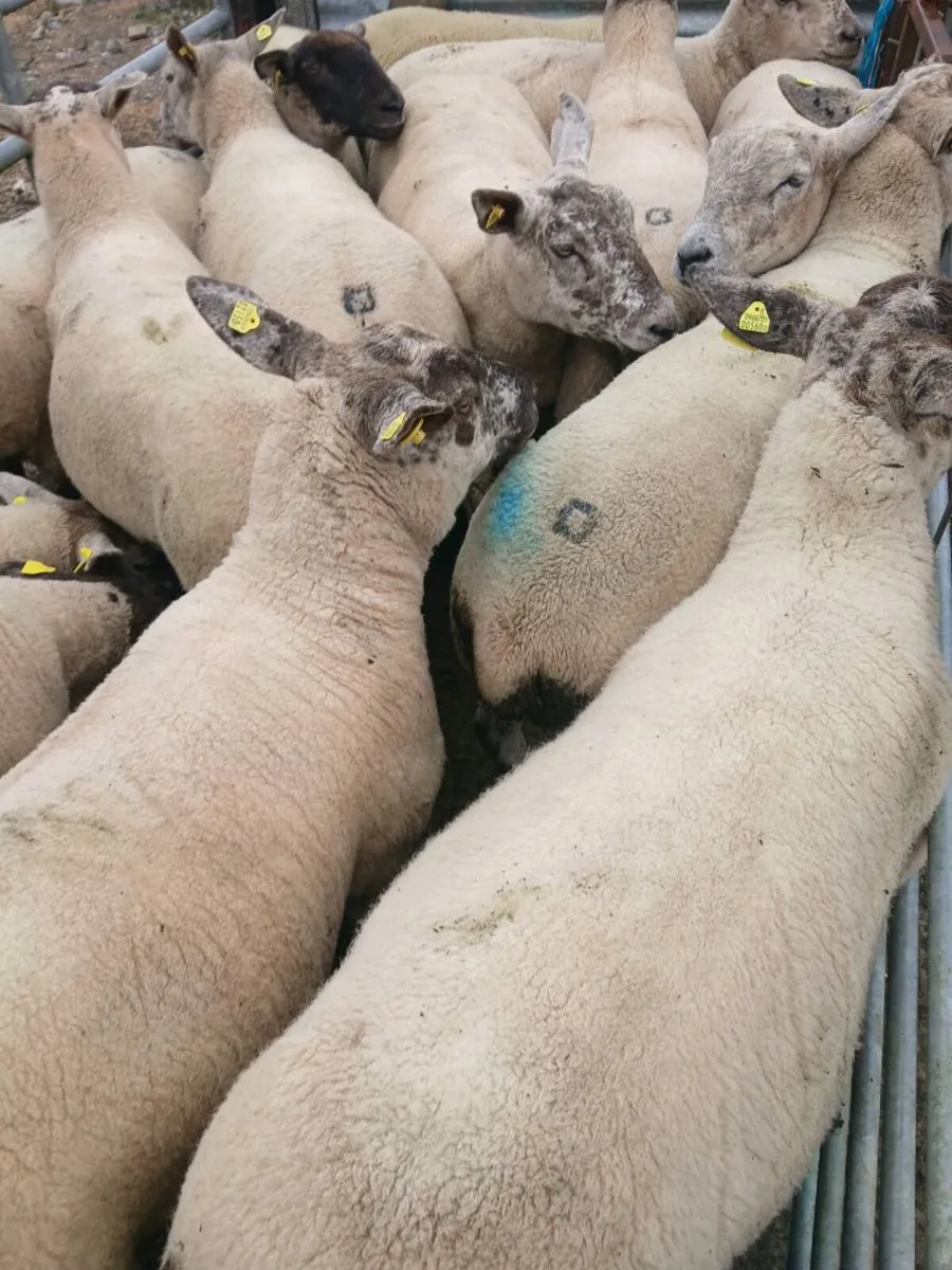 Hoggets - Image 2