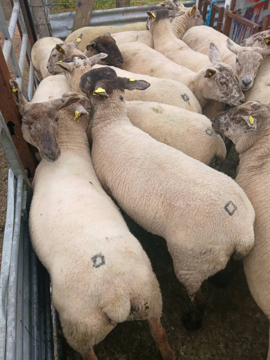Hoggets - Image 3