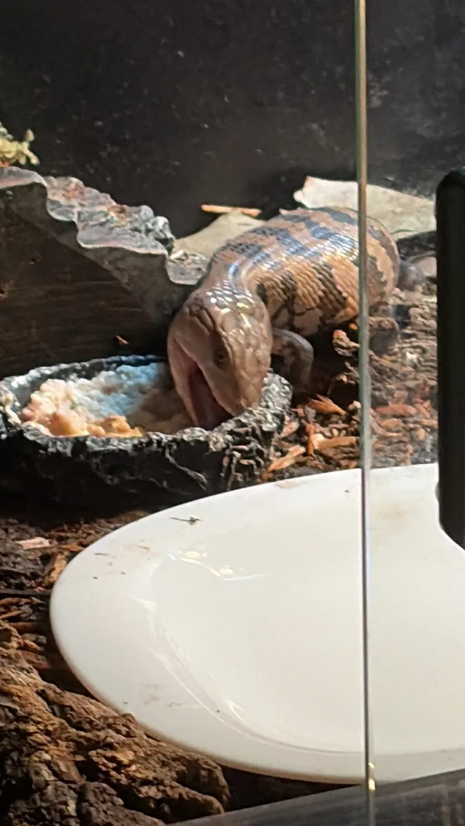Merauke Blue tongued Skink - Image 1