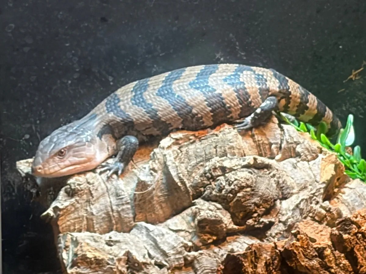 Merauke Blue tongued Skink - Image 2