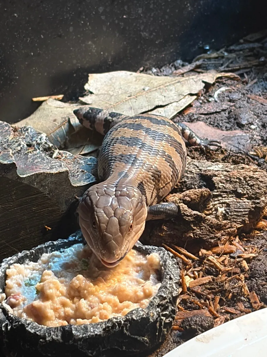 Merauke Blue tongued Skink - Image 4