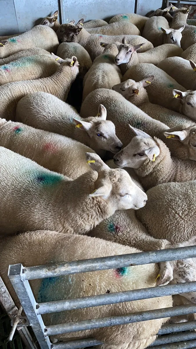 Store Lambs Ennis Mart Monday August 3rd - Image 2