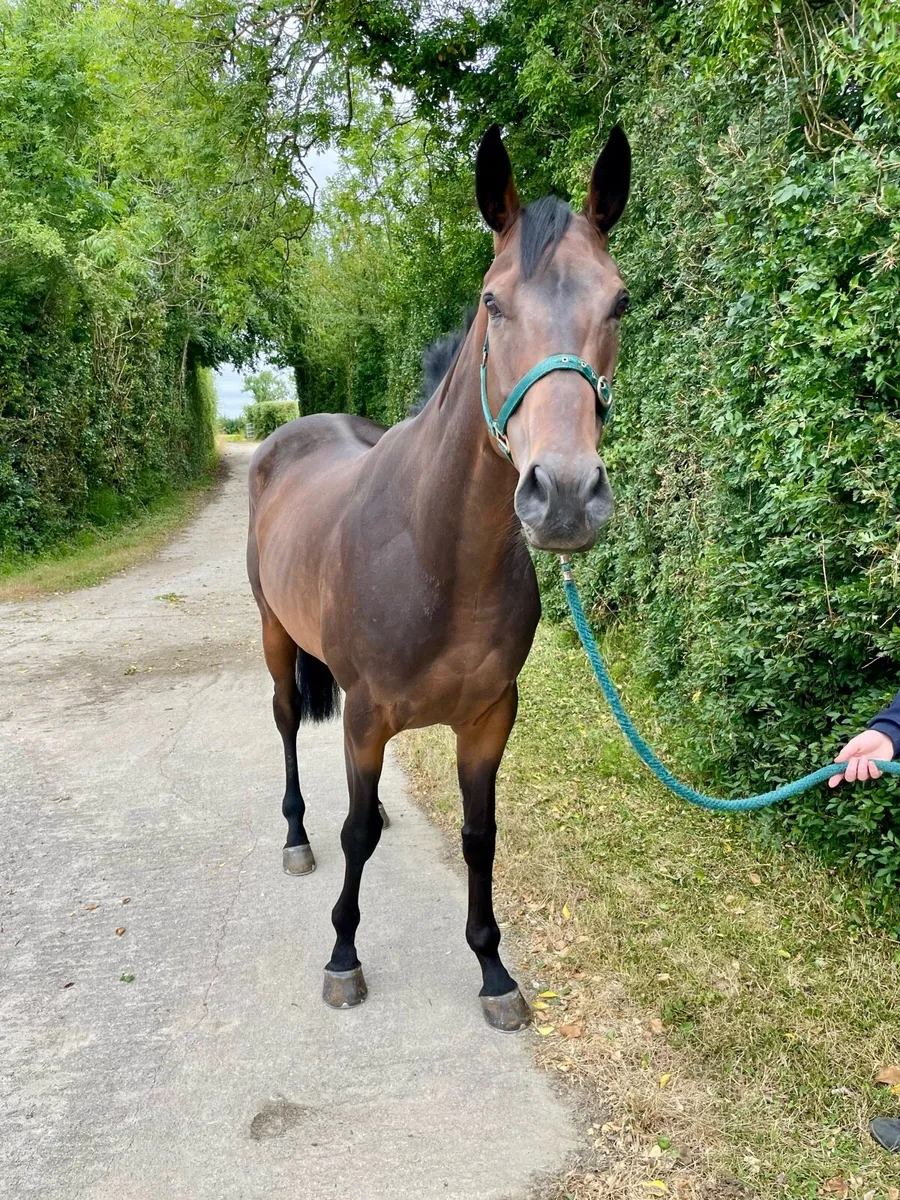 6yr old tb gelding - Image 2