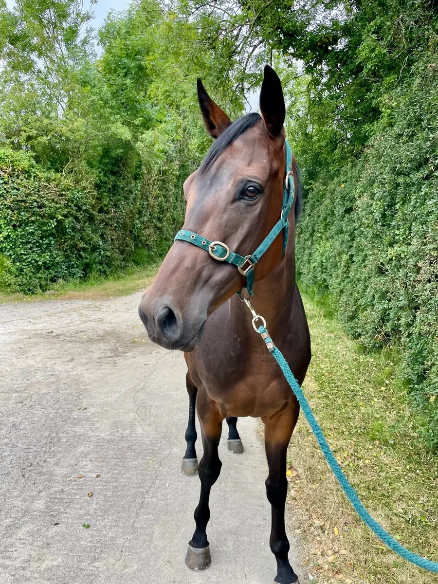 6yr old tb gelding - Image 3