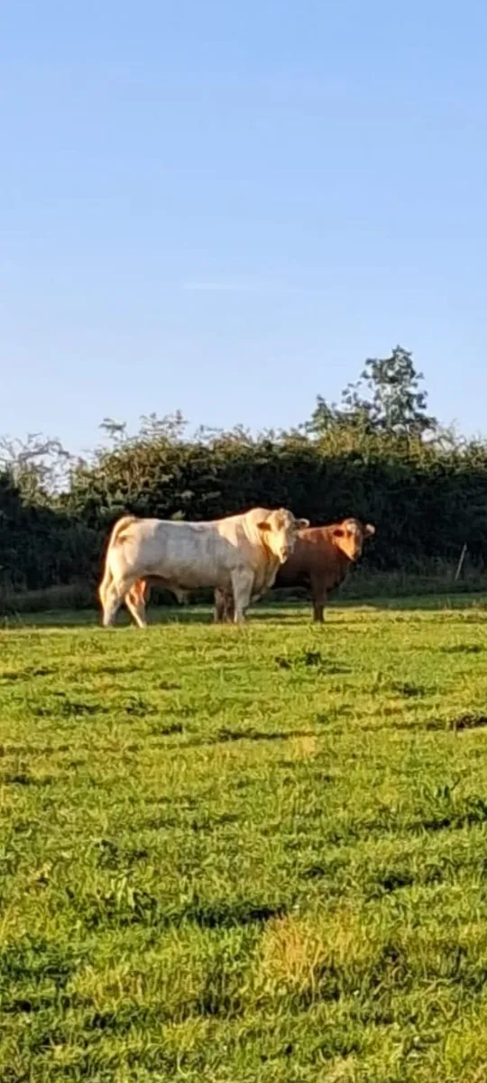 Charlaois Bull - Image 1