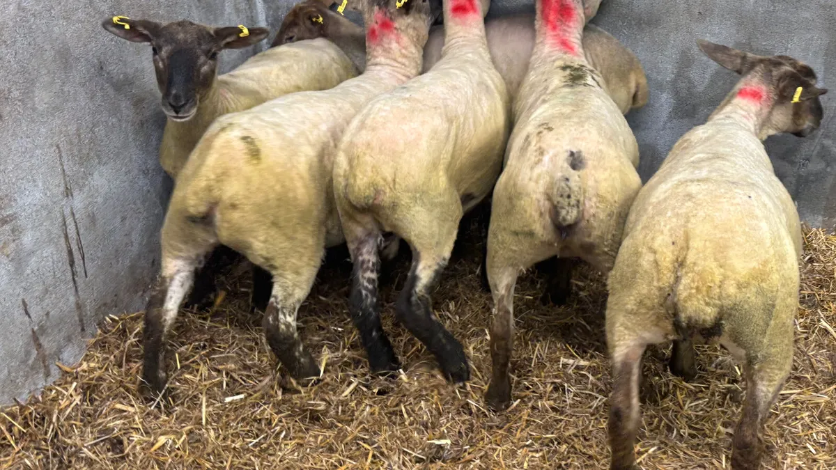 5 Suffolk Ewe Hoggets - Image 2