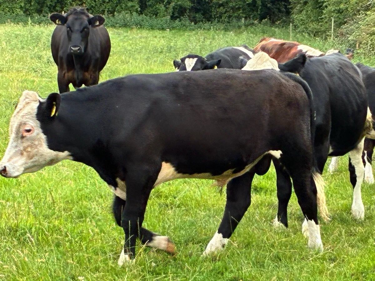 10 Hereford bullocks for sale - Image 2