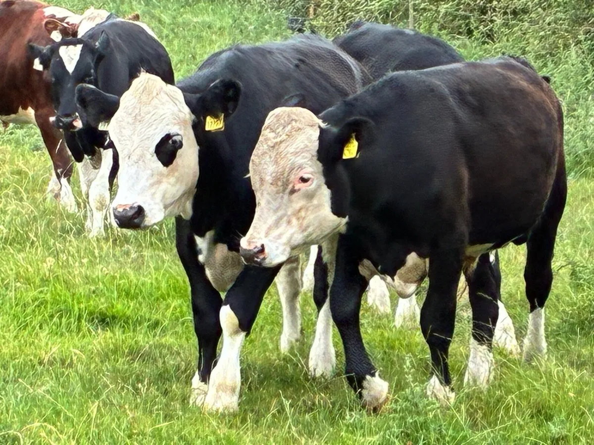 10 Hereford bullocks for sale - Image 3
