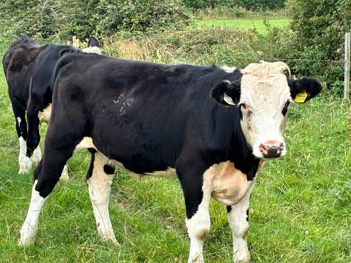 10 Hereford bullocks for sale - Image 4