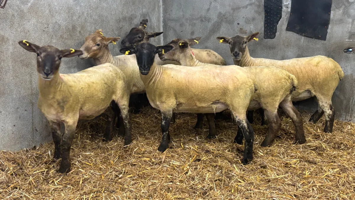 5 Suffolk Ewe Hoggets - Image 1