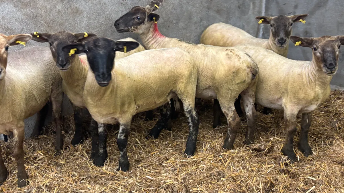 5 Suffolk Ewe Hoggets - Image 4