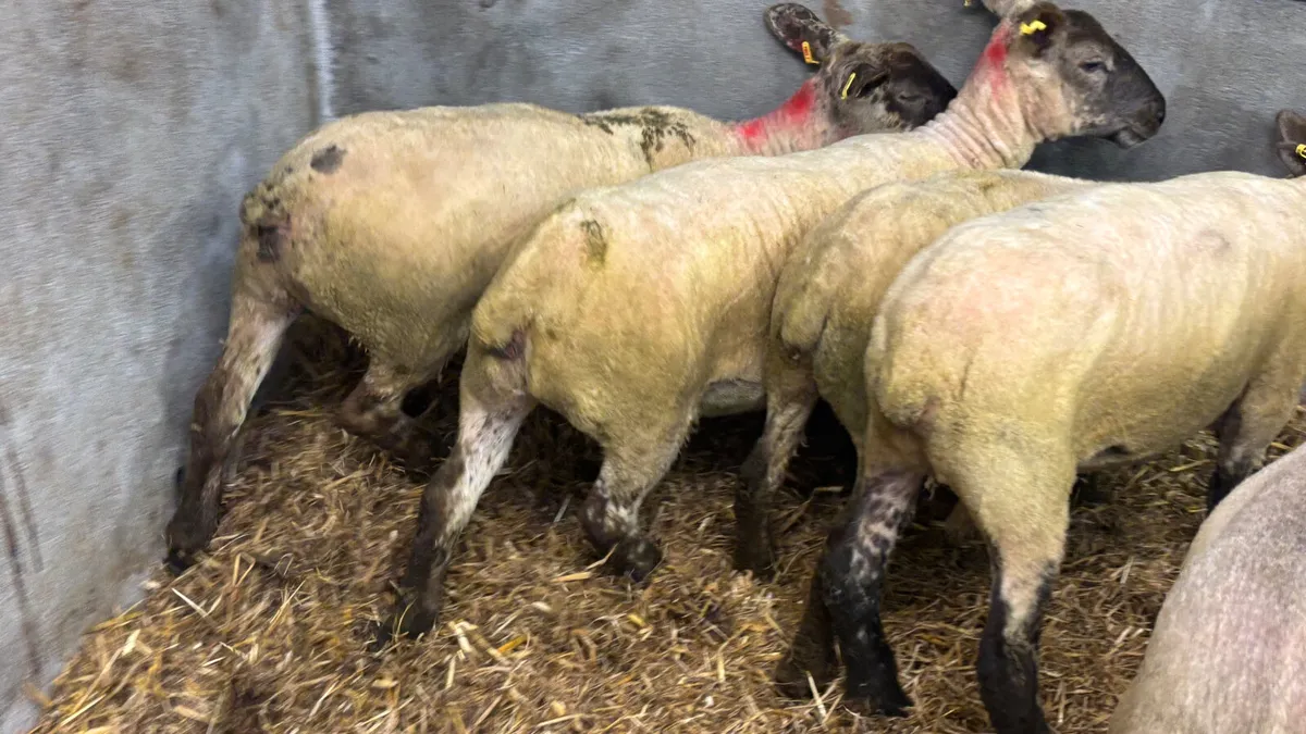 5 Suffolk Ewe Hoggets - Image 3