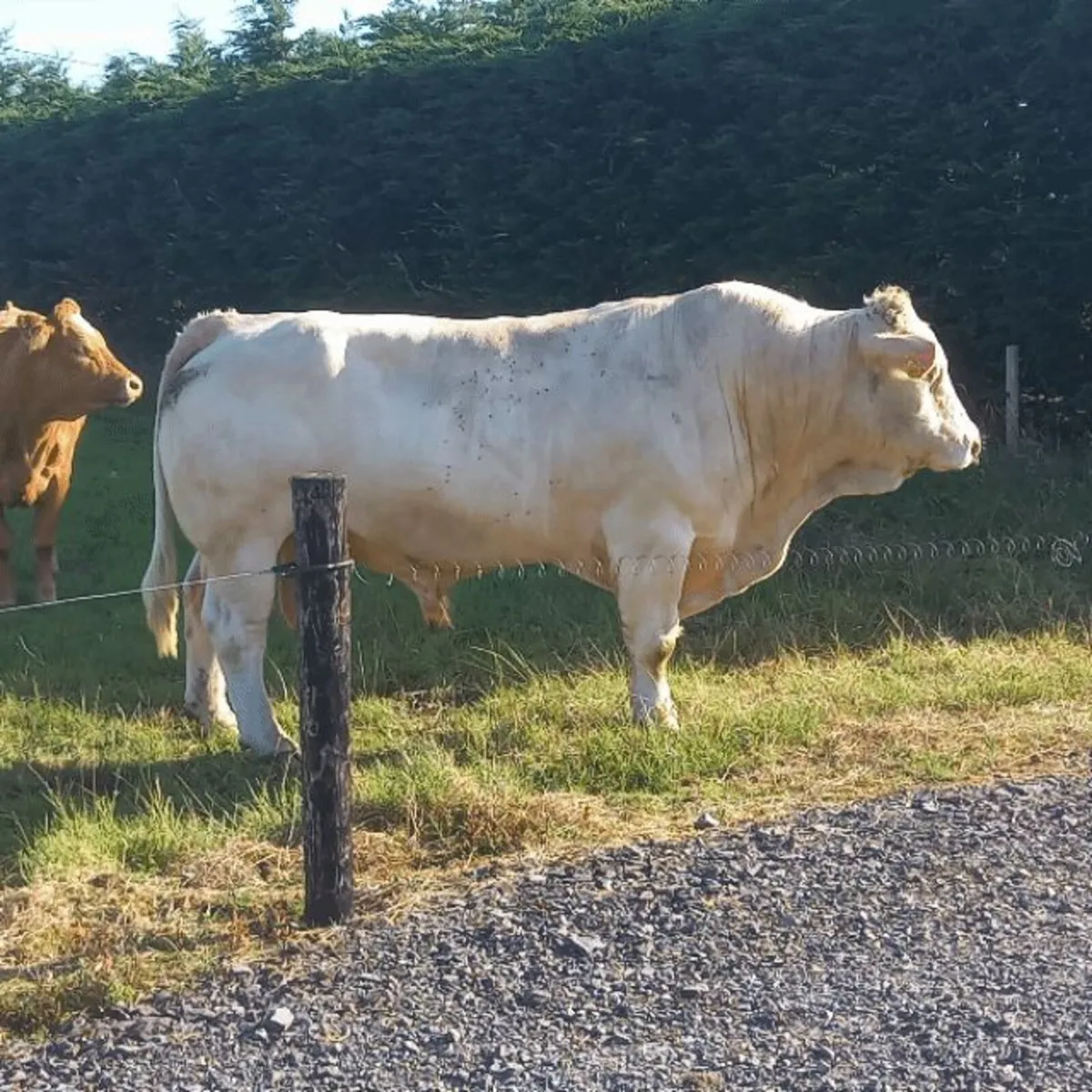 Charlaois Bull - Image 2
