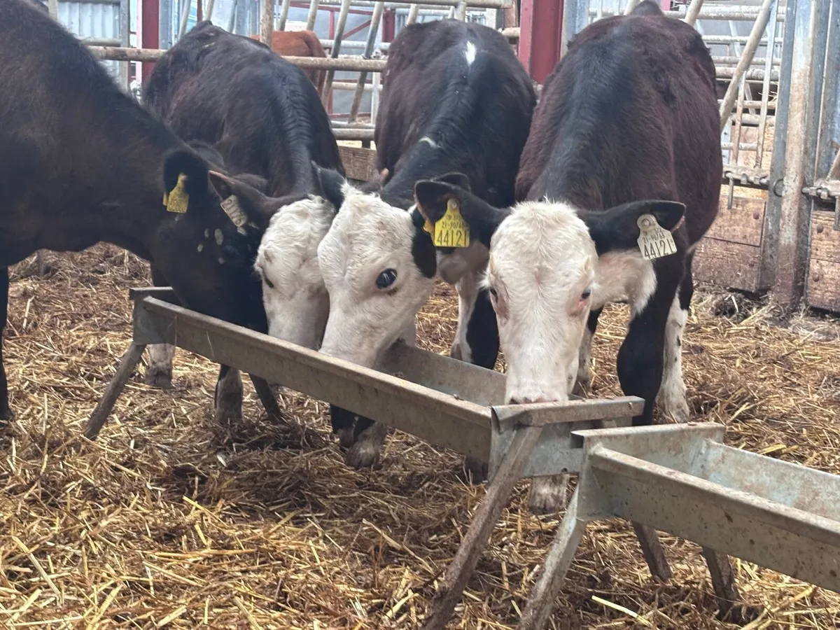 4 reared Hereford & Angus heifer calves for sale - Image 3