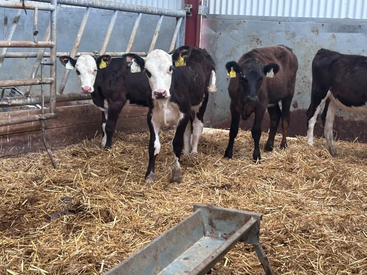 4 reared Hereford & Angus heifer calves for sale - Image 2