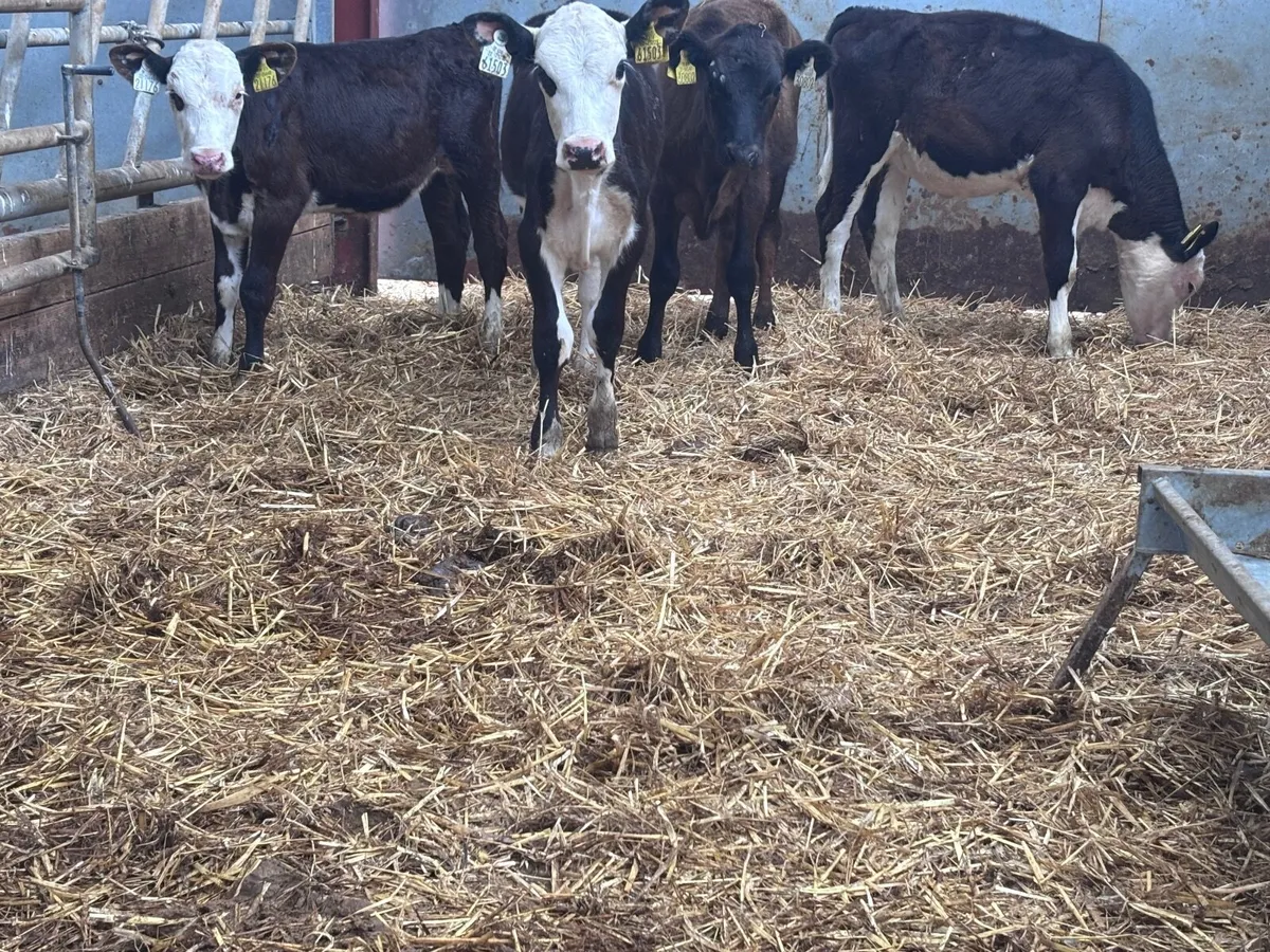 4 reared Hereford & Angus heifer calves for sale - Image 4