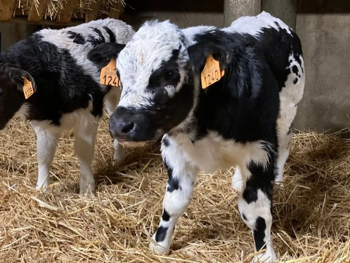 Calf Health Monitor - Image 3