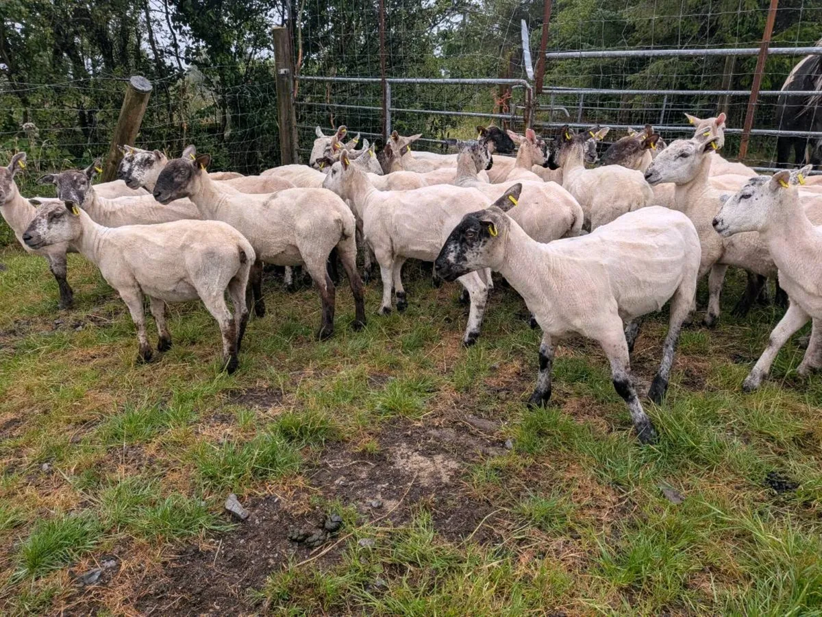 Hogget for sale - Image 2