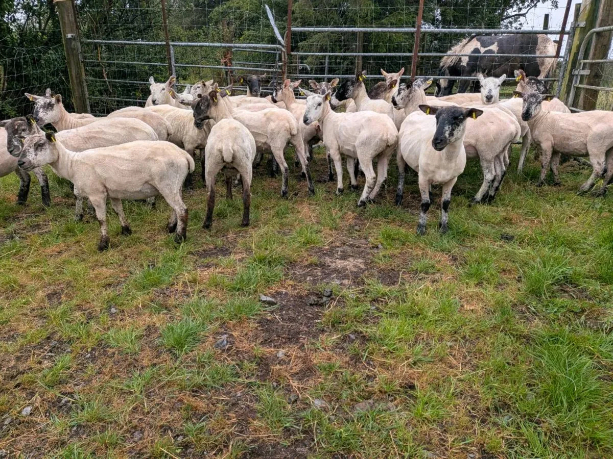 Hogget for sale - Image 4