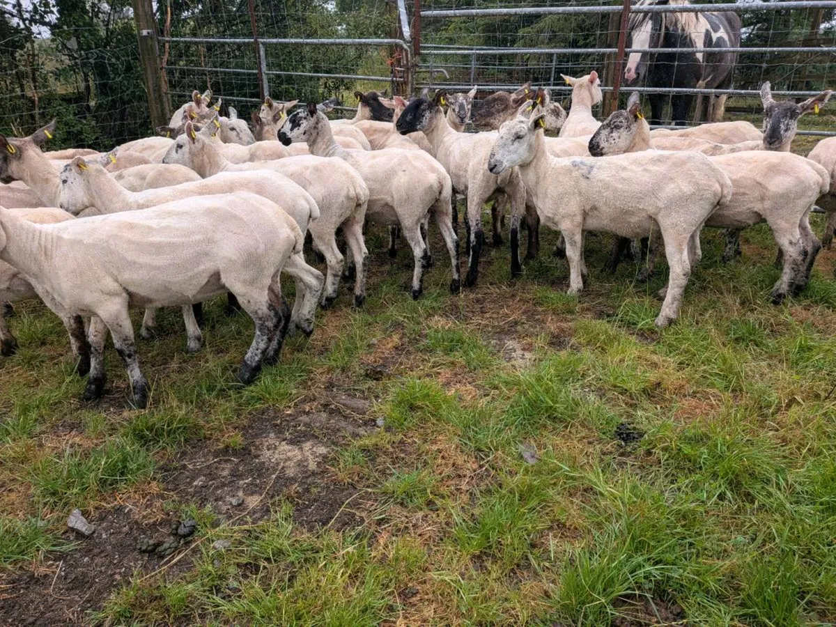 Hogget for sale - Image 3